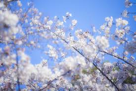 2023年4月7日【速報】新生活スタート！🌸cherry blossoms🌸