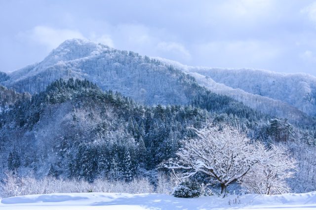2024年11月24日【速報】⛄️❄️冬将軍❄️⛄️